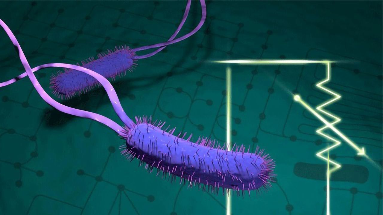Exploring Bacteria's Metabolism To Improve Biofuel Production