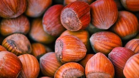 Australia a Possible Goldmine for Hazelnut Production