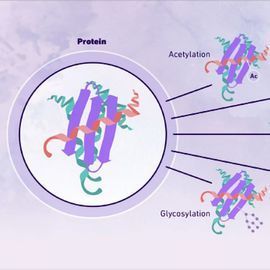 An Introduction To Post Translational Modifications Technology Networks