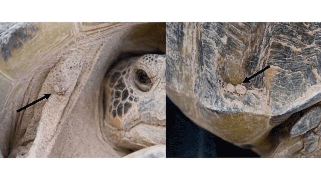 Bacteria Threatening Endangered Tortoise Identified