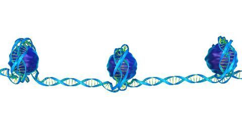 Previously Unknown DNA Modification Discovered in Zebrafish