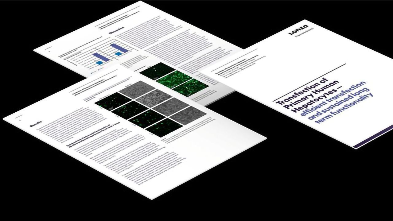 Transfection of Primary Human Hepatocytes