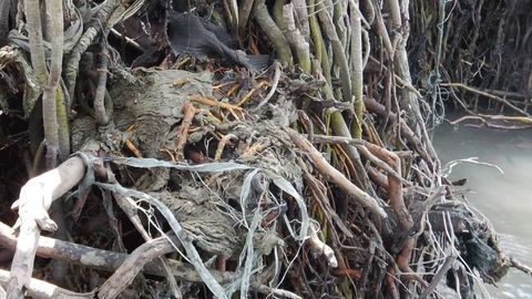 Plastic Waste Is Suffocating Vital Mangroves
