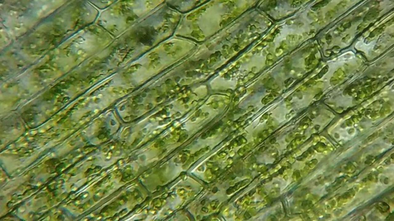 Activation of Plant Immune Receptors Investigated
