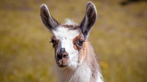 Synthetic Llama Antibodies Prevent Specific Cellular Proteins From Being Destroyed