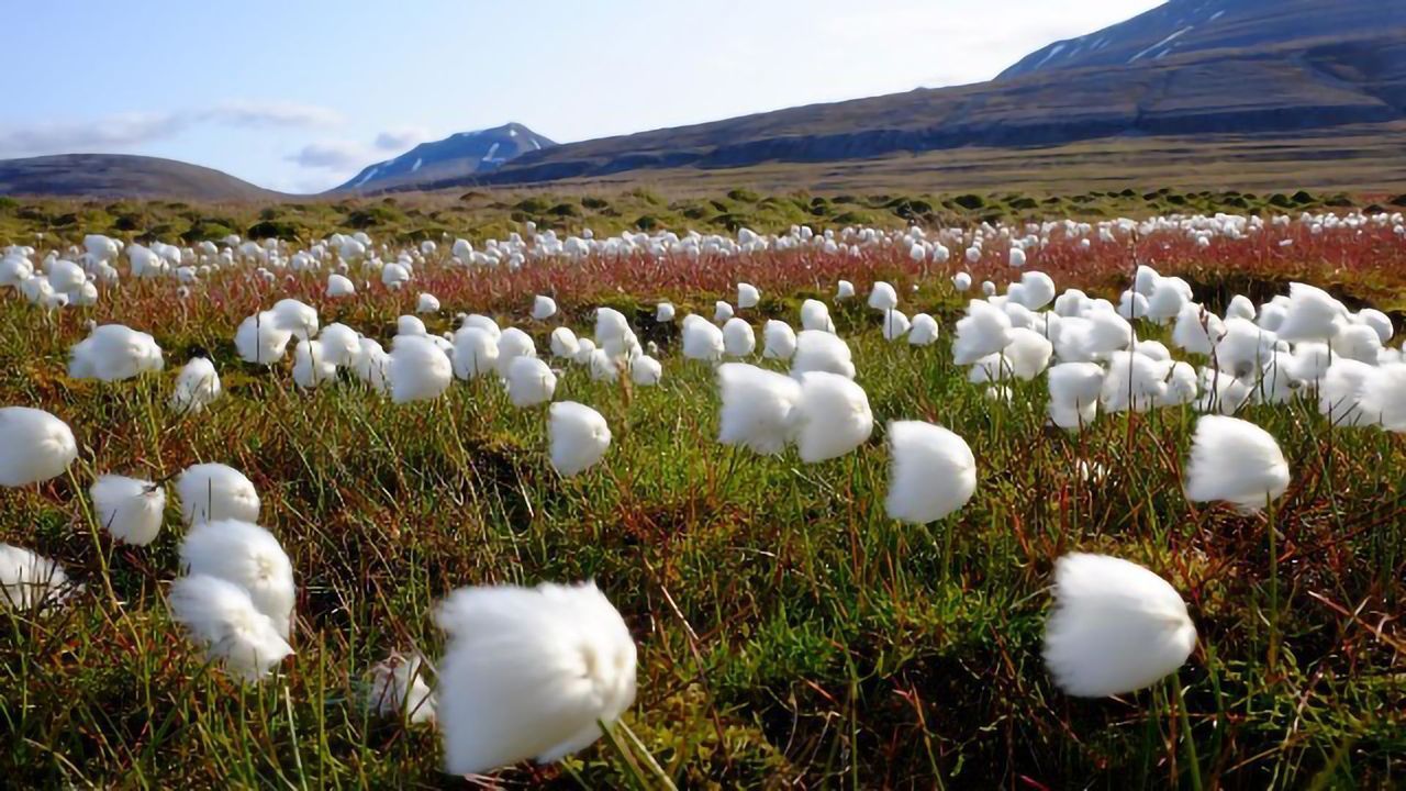 Preserving Peatlands Is Vital to Climate Change Mitigation Efforts