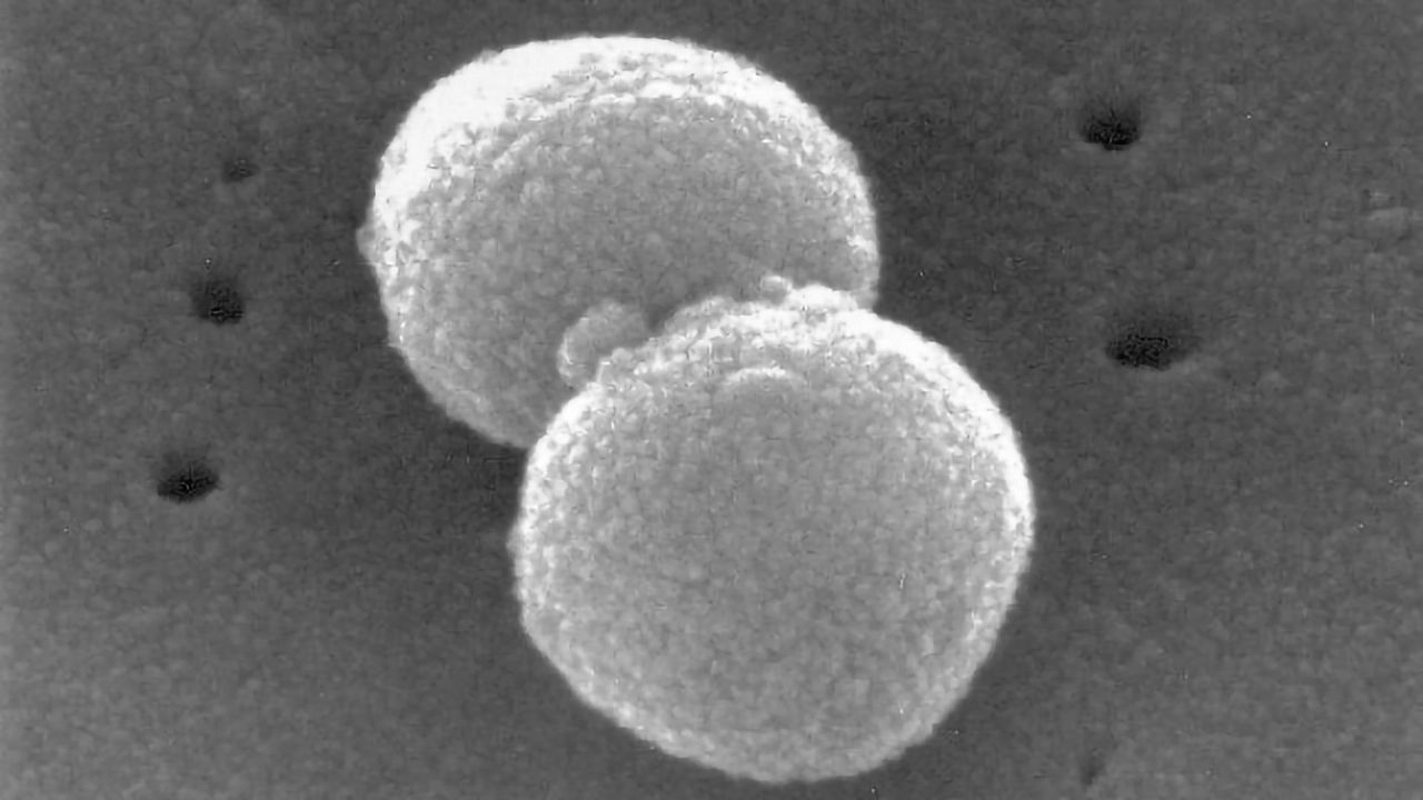 How Lung Bacteria Defend Against Pneumonia