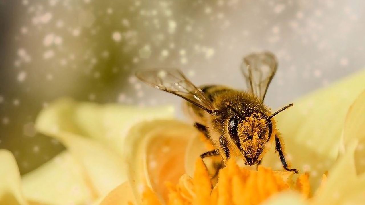 Pollen's Role in Forensic Science