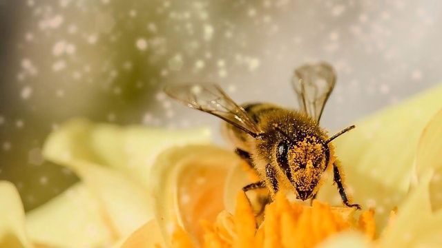 花粉在法医学中的角色内容块的形象