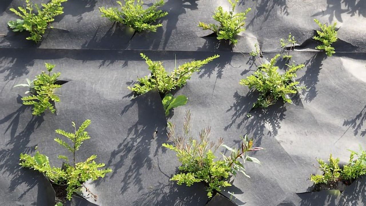 Plastic Mulch on Crops Impacts Pesticide Degradation