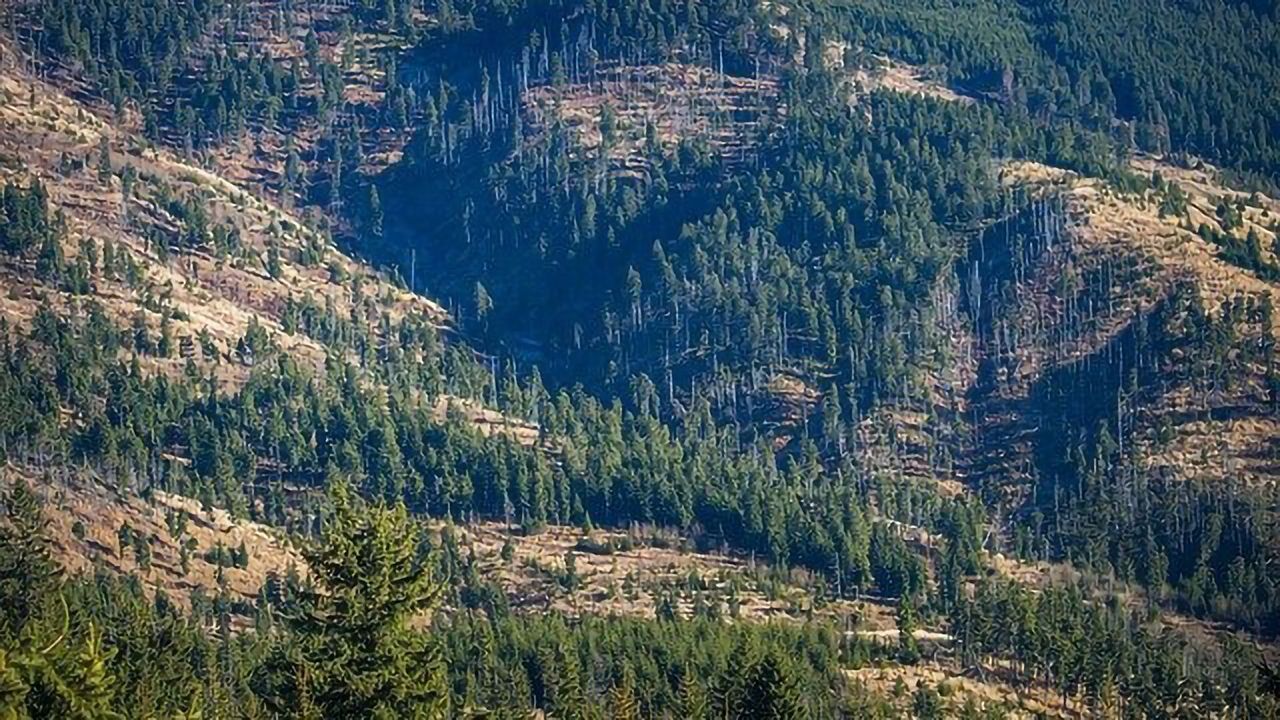 Palm Oil Argument Not as Clear-Cut As Previously Thought