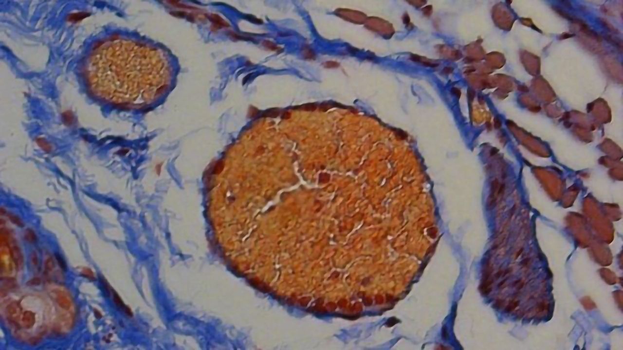 Honeybee Peptide Helps To Deliver Therapeutic Proteins