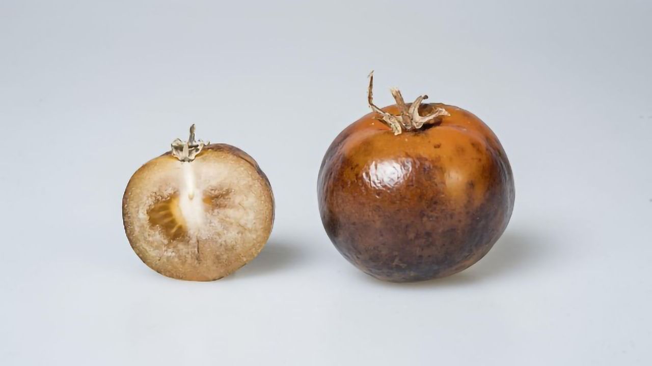 Scientists Produce a GMO Tomato Enriched With Parkinson’s Drug L-DOPA