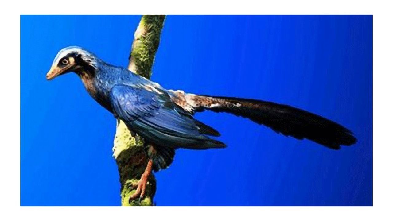 Insights on the Origins of Flight From Archaeopteryx Fossil
