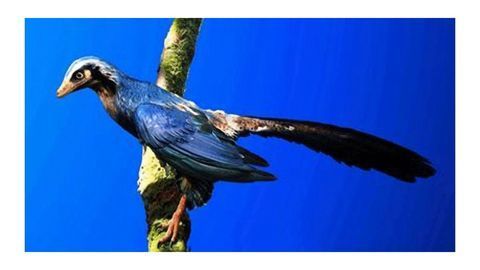 Insights on the Origins of Flight From Archaeopteryx Fossil