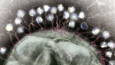 Cataloging Phage - Nature's Hidden Weapon Against Bacteria