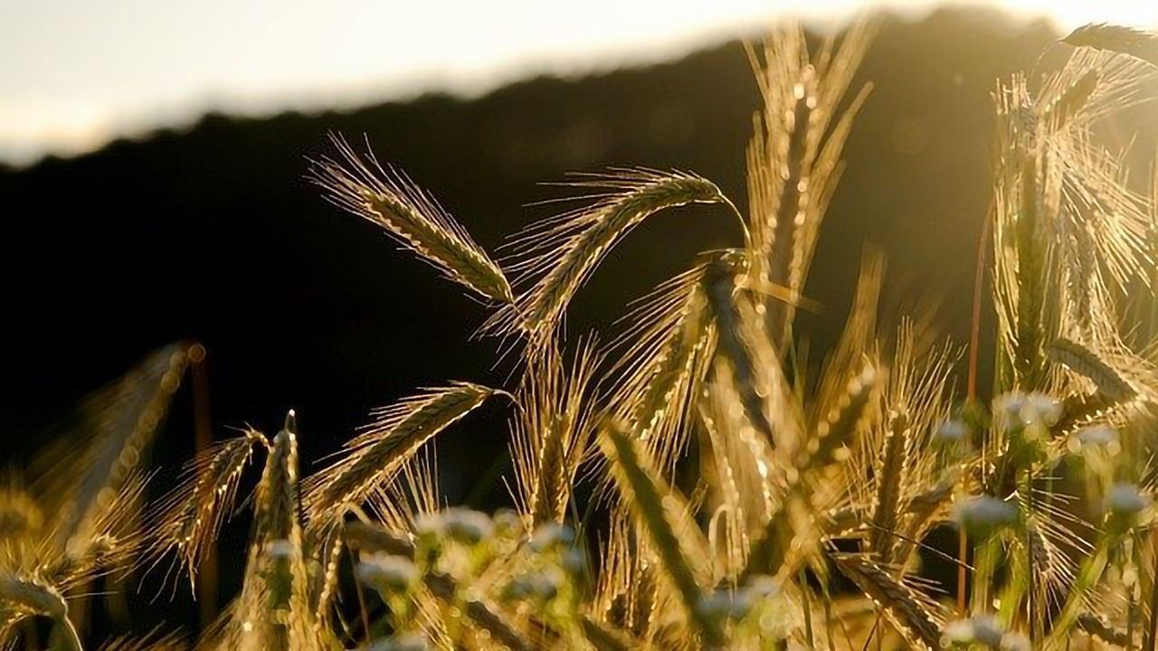 Roadmap for Agri-Food Innovations in a Sustainable Future