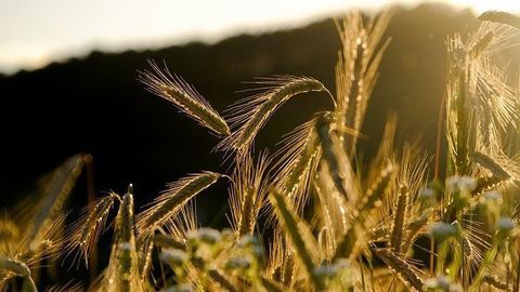 Roadmap for Agri-Food Innovations in a Sustainable Future
