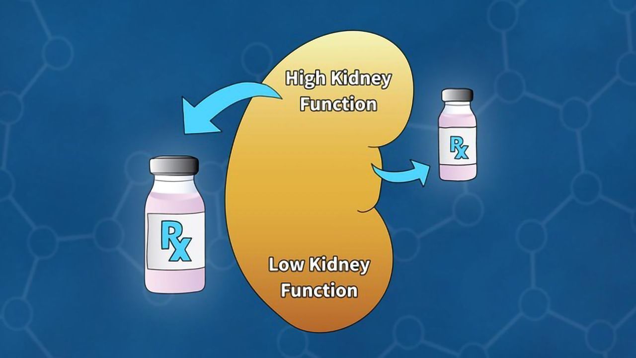 Calibrating the Kidney Function of Cancer Patients