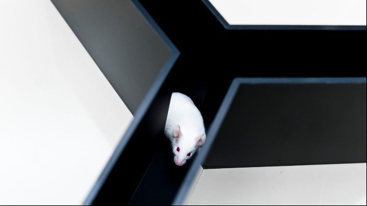 Melatonin: Supplement Shown To Boost Mouse Memory