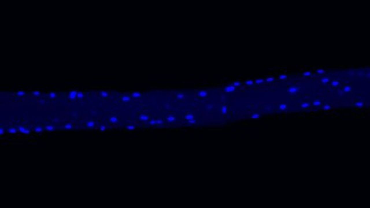 Muscle Cell Secrets Unlocked