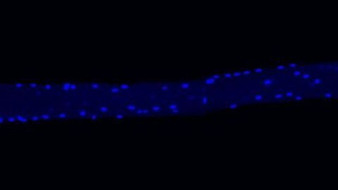 Muscle Cell Secrets Unlocked