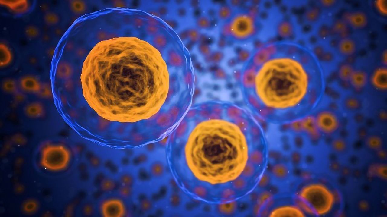 Scientists Build Whole Functioning Thymus From Human Cells