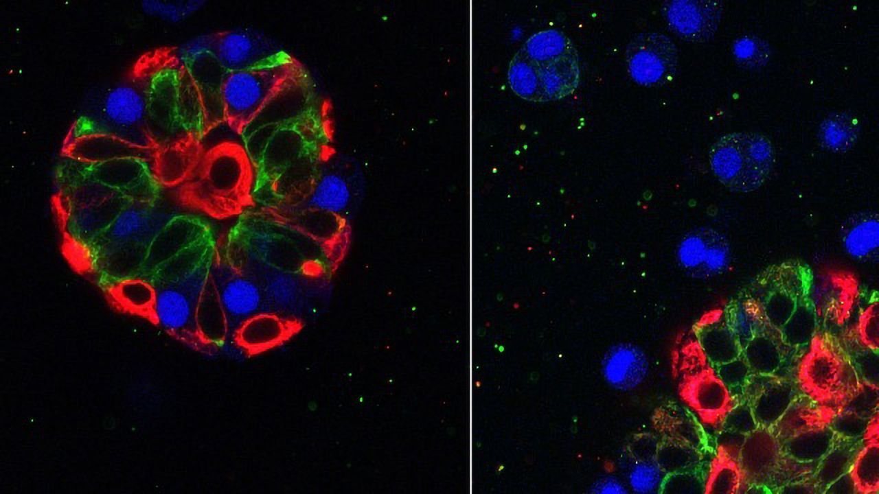 3D Cell Culture: Miniature Dimensions Drive Massive Advances