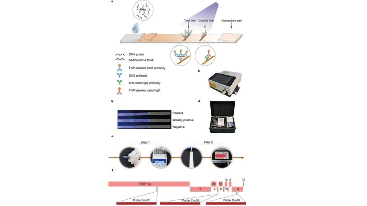 Rapid Lateral Flow Immunoassay Developed for Detection of SARS-CoV-2 RNA