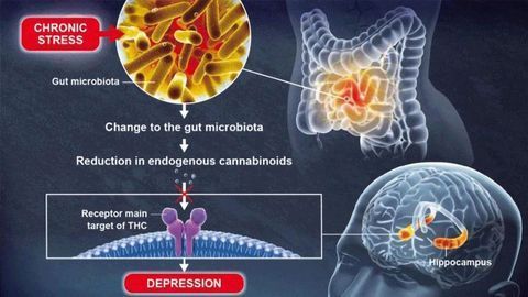 Mouse Microbiota Modify Mood Using the Endocannabinoid System