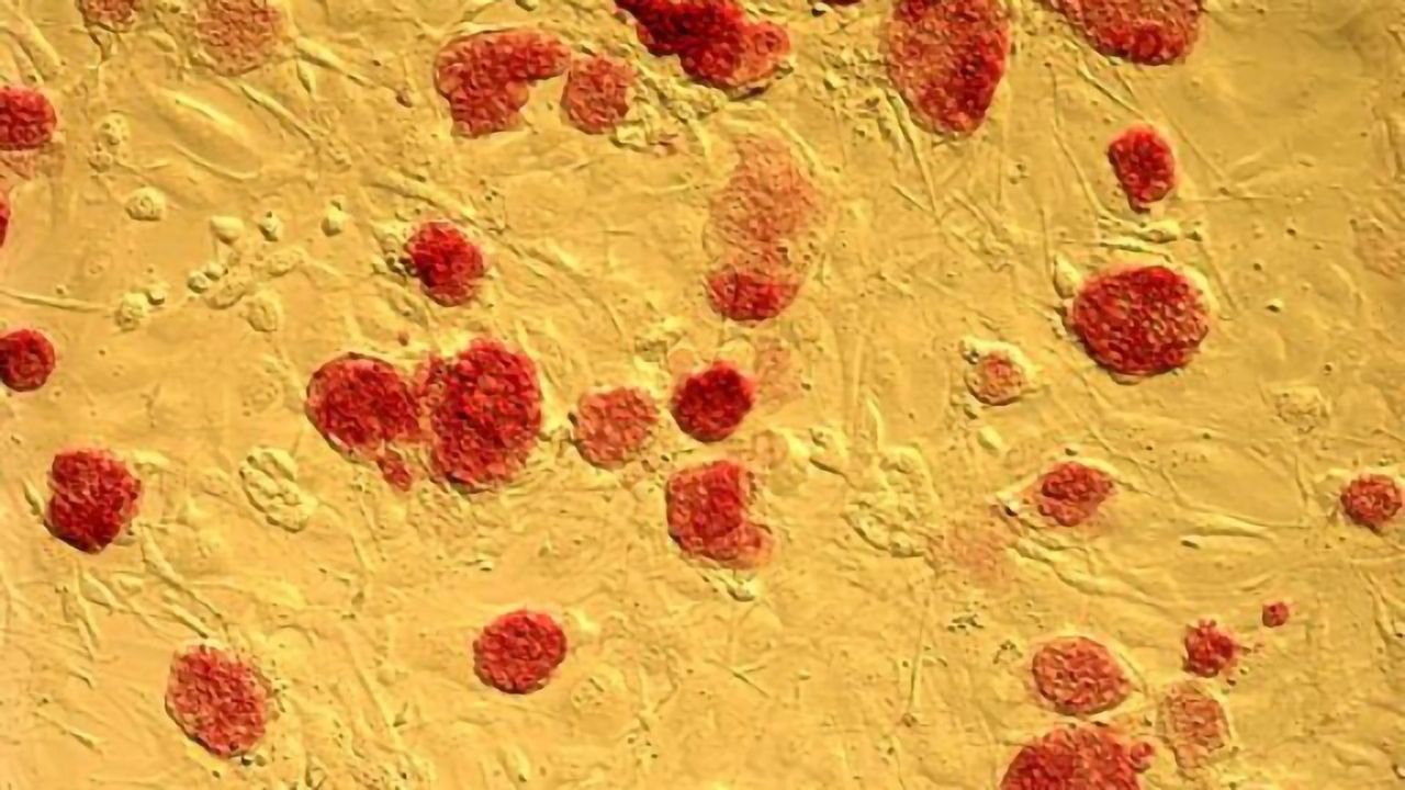 Study Shows No Increased Frequency of Cancer-Causing Mutations in Naïve Pluripotent Stem Cells