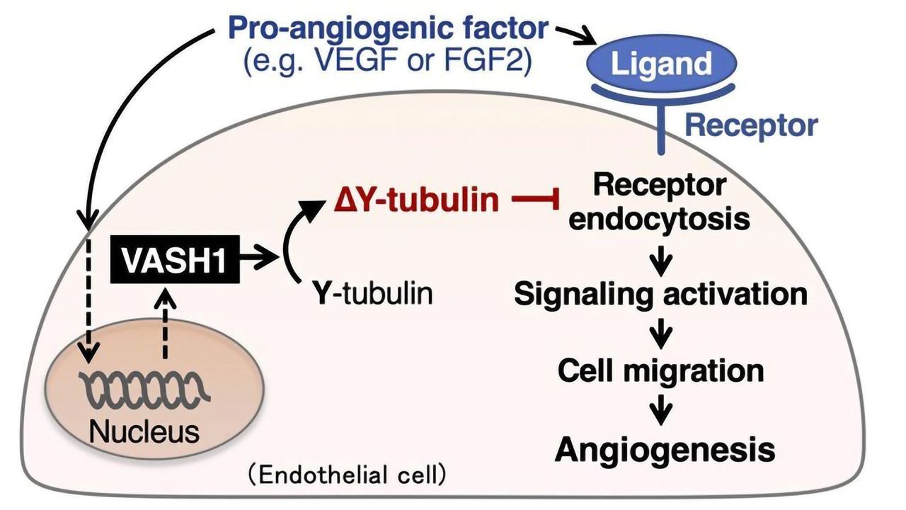 Stopping Tumors From Establishing New Blood Vessels