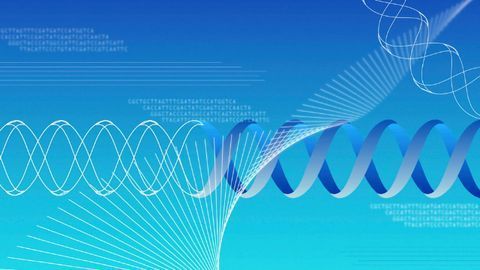 How Decision-Making Genes Govern Cells