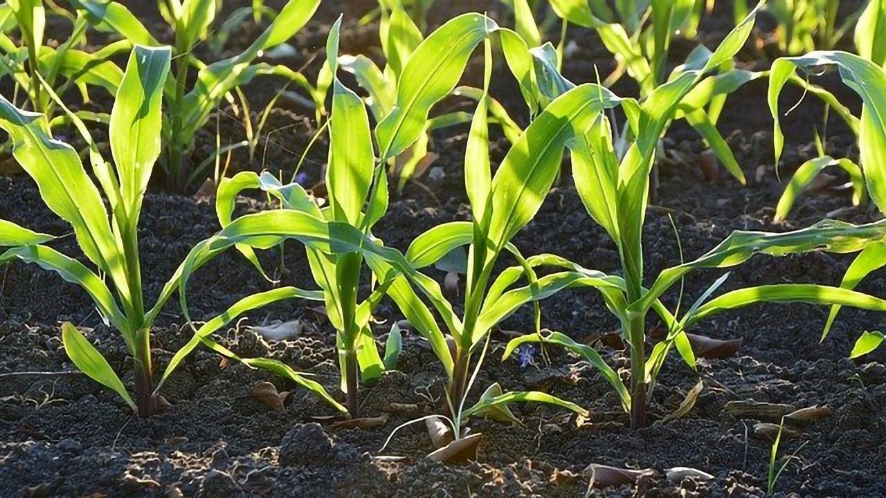 Relationship Between Nitrogen and Carbon Dioxide in Greenhouse Gas Emissions Explored