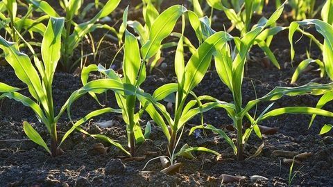 Relationship Between Nitrogen and Carbon Dioxide in Greenhouse Gas Emissions Explored