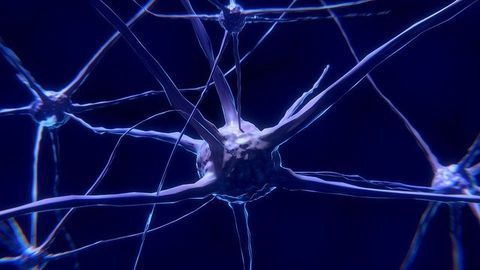 Immune Cells Survey the Brain To Prevent Seizures