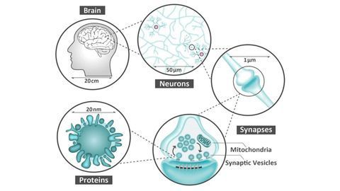 Thousands of Newly Discovered Proteins May Explain Alzheimer's Drug Failures