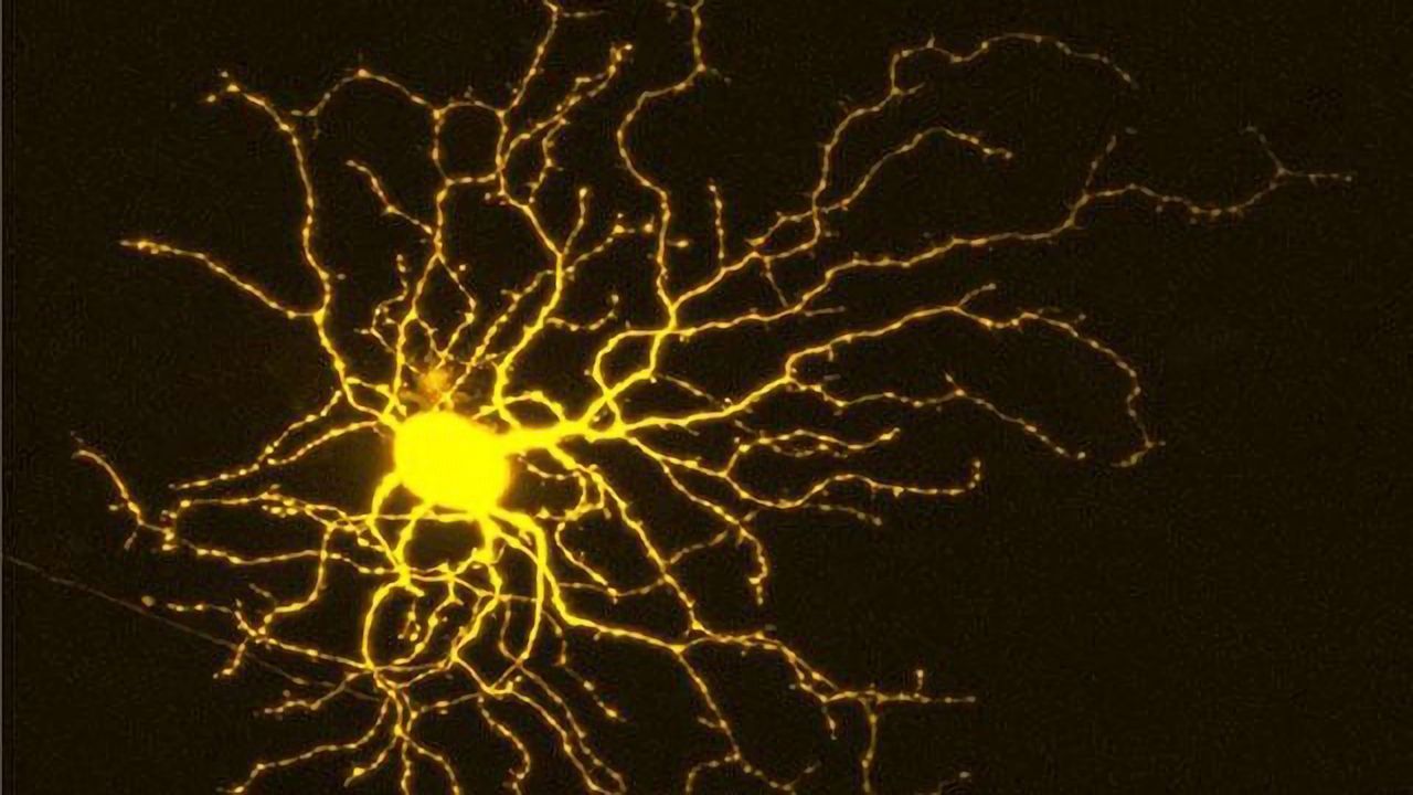 Gene Switch Could Activate Eye Neuron Regeneration