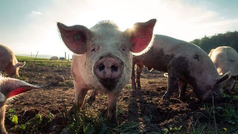 FDA Approves Genetically Engineered Pig for Food and Medicine Applications