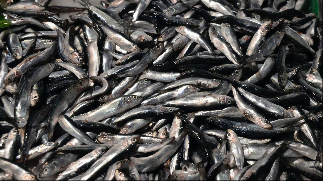 DNA Analysis a Tool for Sustainable Fishing