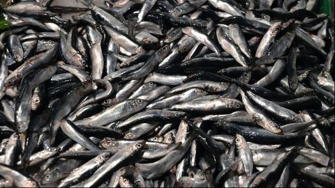 DNA Analysis a Tool for Sustainable Fishing