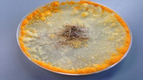 Proteins Help Fungi To “Smell” Food