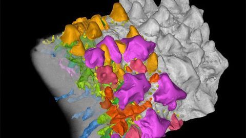 Developmental Origins of Teeth Revealed by Primitive Fish Fossil