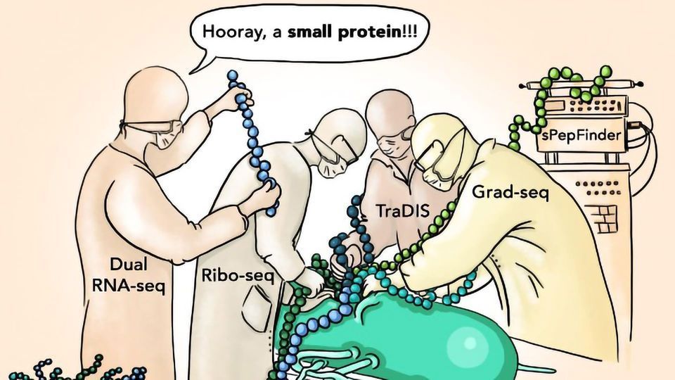 Salmonella Crippled by Loss of Novel Small Protein content piece image