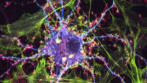 New Psychedelic Drug Could Treat Addiction and Depression, Without Hallucinations