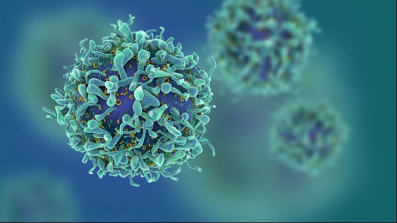 Enzyme Critical to T Cell Fate Identified