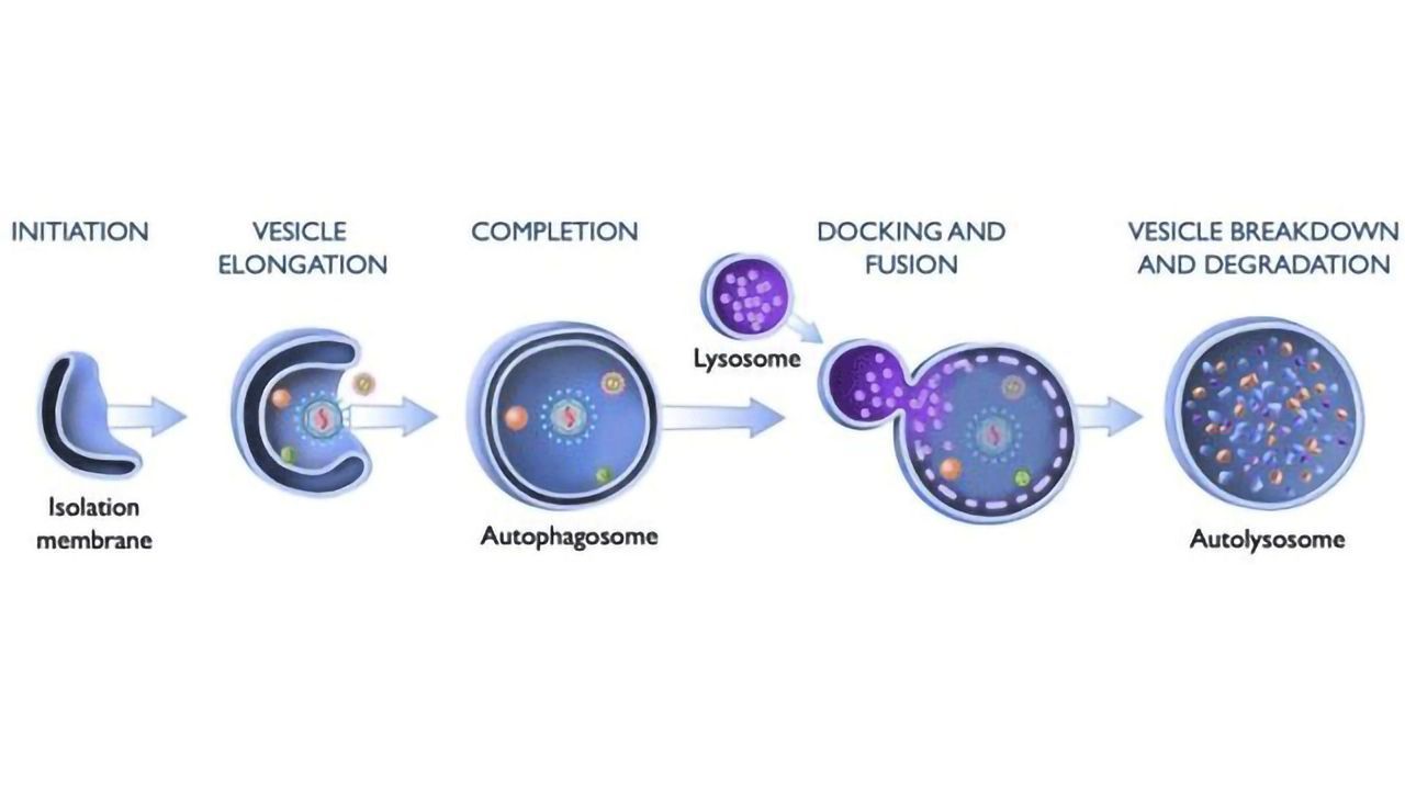 What Gives Cells an Appetite for Viruses?