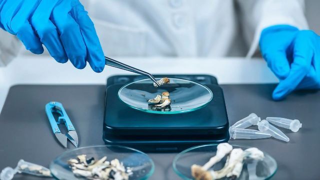 A researcher in a lab coat and gloves places a mushroom on a glass dish on a weighing scale. 