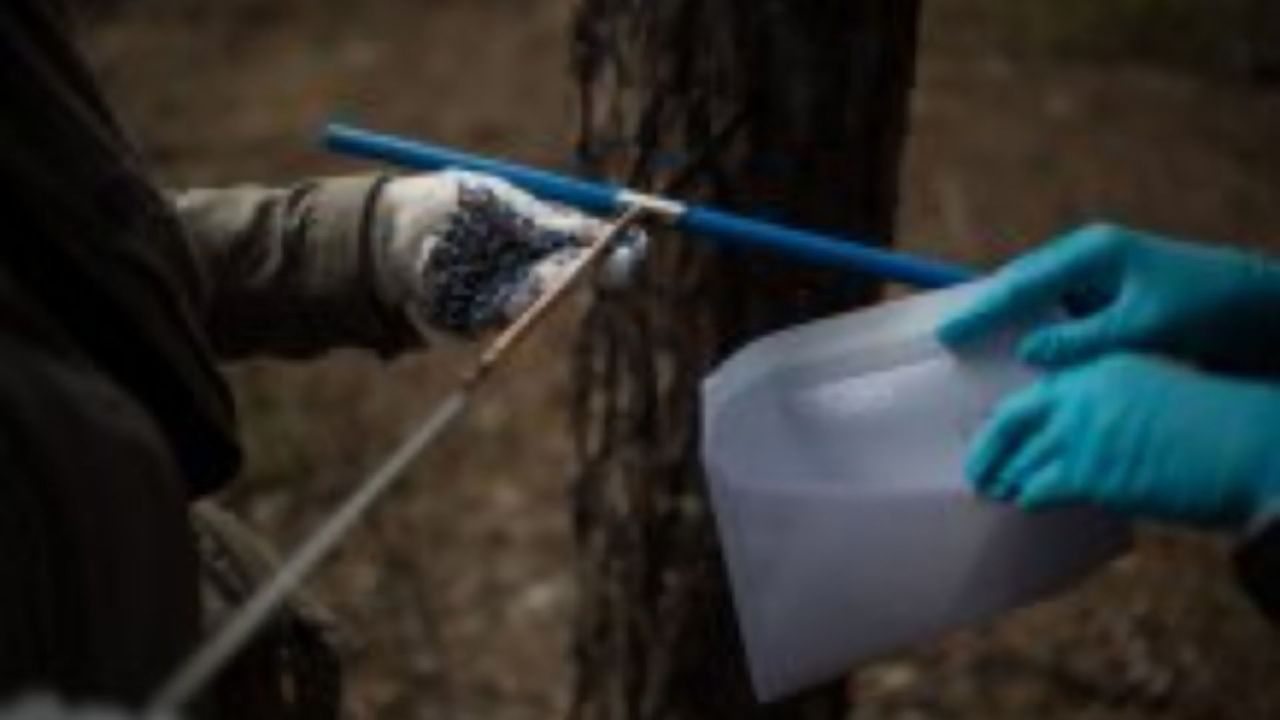 Crops Grown Near Chernobyl Are Still Contaminated