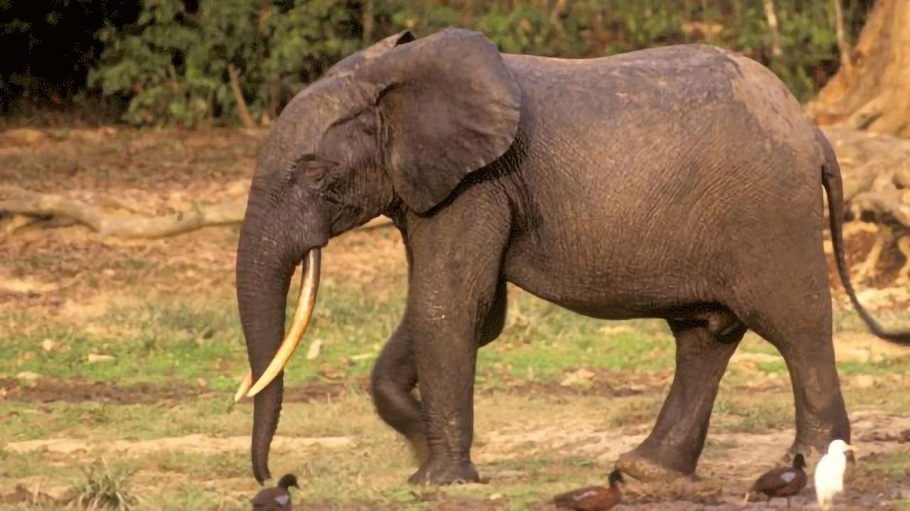 Ivory on Ancient Shipwreck Tracked With Molecular and Genetic Techniques